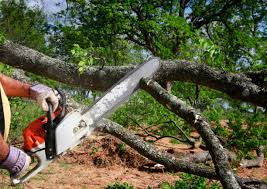 How Our Tree Care Process Works  in  Selma, AL